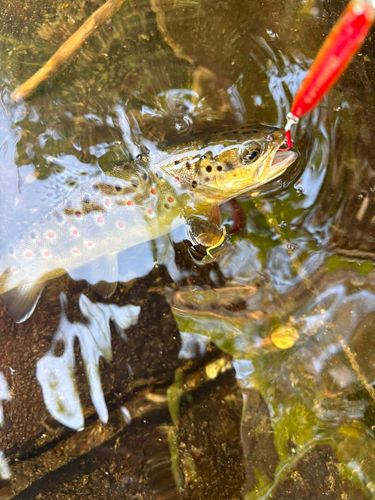 ブラウントラウトの釣果