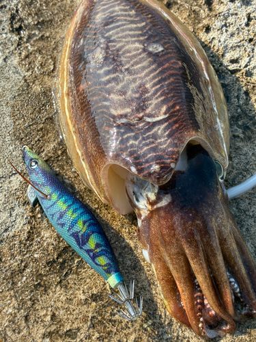 シーバスの釣果