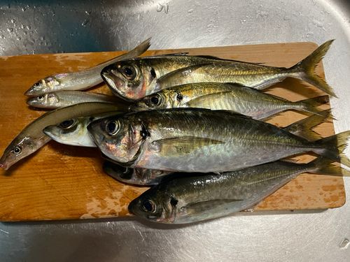 アジの釣果