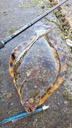 マツカワの釣果