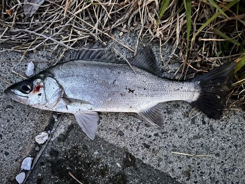 セイゴ（ヒラスズキ）の釣果