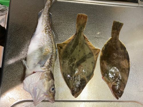 マダラの釣果