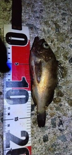 メバルの釣果