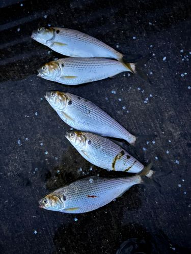 コノシロの釣果