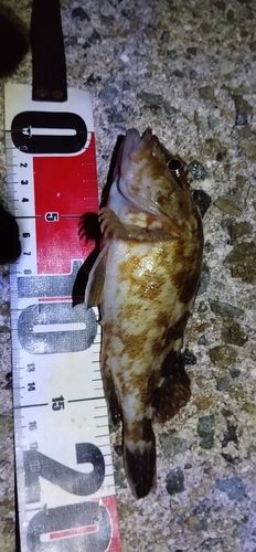 ガシラの釣果