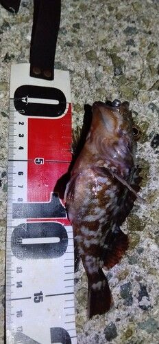 ガシラの釣果