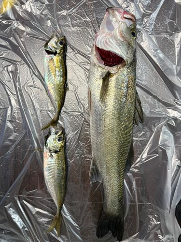 釣果