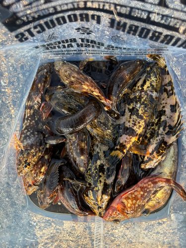 タケノコメバルの釣果