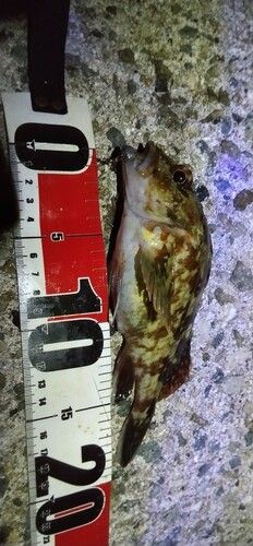 ガシラの釣果