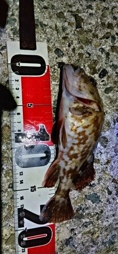 ガシラの釣果