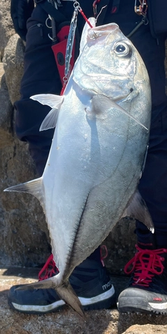 ギンガメアジの釣果