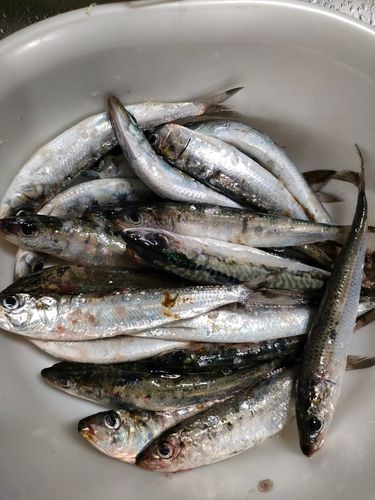 イワシの釣果