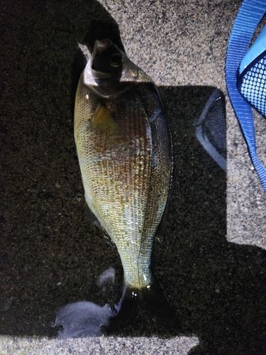 ウミタナゴの釣果