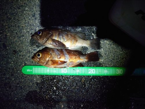シロメバルの釣果