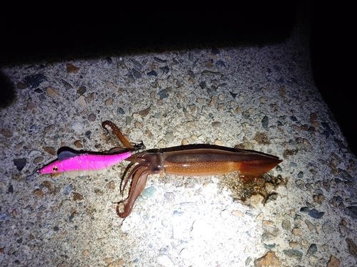 スルメイカの釣果