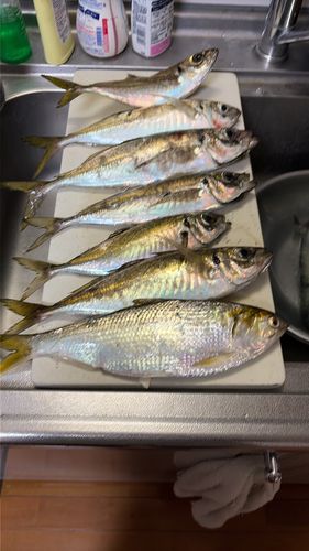 アジの釣果
