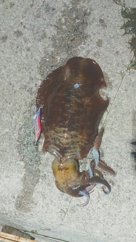 アオリイカの釣果