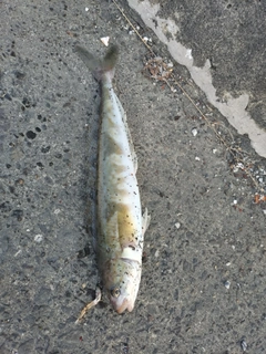 ホッケの釣果