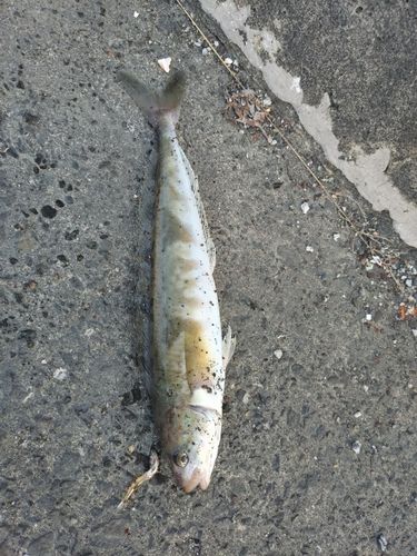 ホッケの釣果