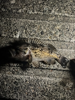 クロソイの釣果