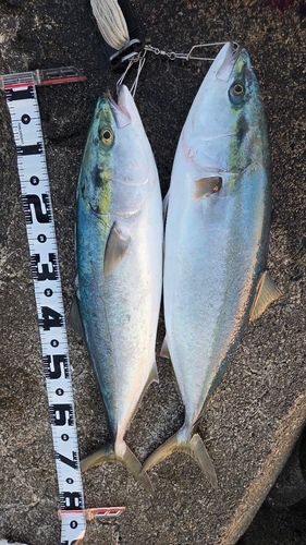 ブリの釣果