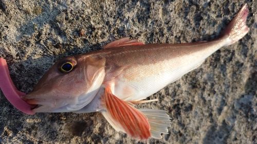 カナガシラの釣果