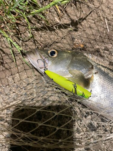 シーバスの釣果
