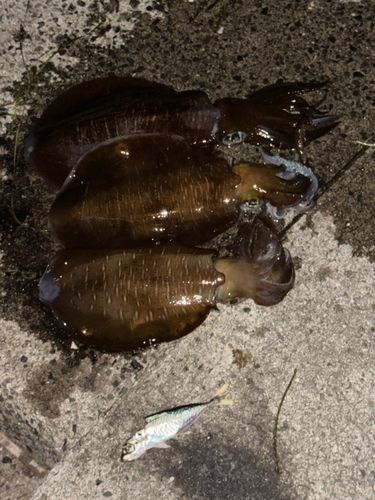 アオリイカの釣果