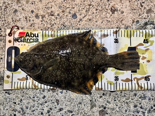 ヌマガレイの釣果