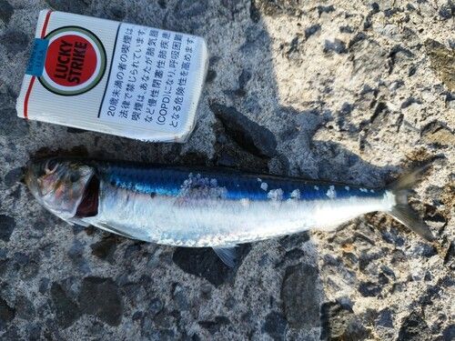 マイワシの釣果