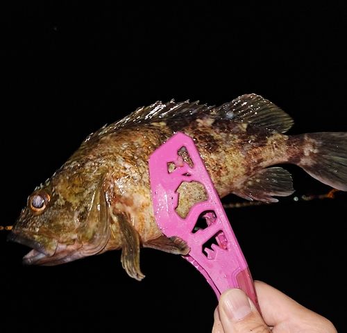 ガシラの釣果