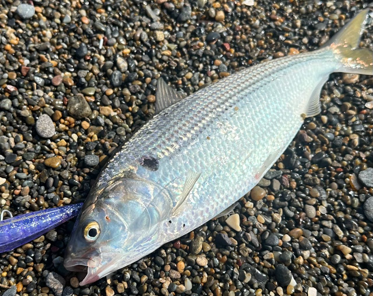 SHIMANO 23ネッサ リミテッド S1010M+の最安値・インプレ・釣果 | 本音