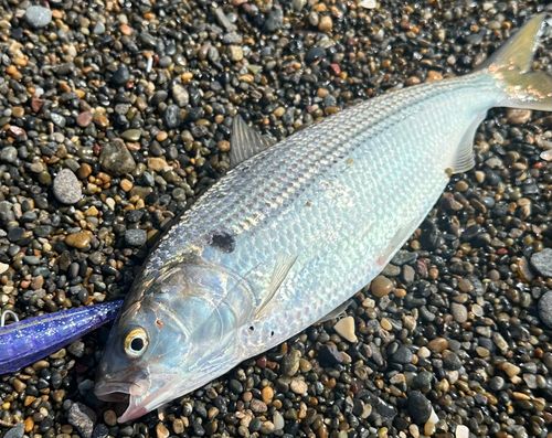 コノシロの釣果