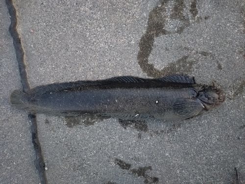 フサギンポの釣果