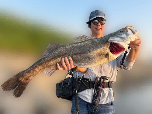タイリクスズキの釣果