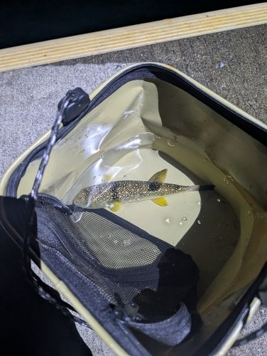 クサフグの釣果