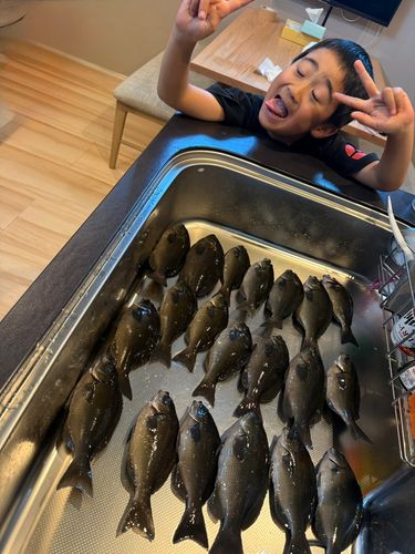 メジナの釣果