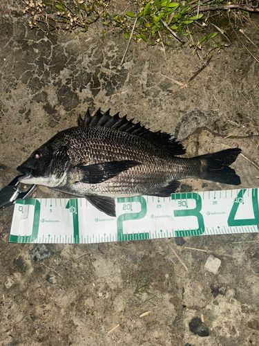チヌの釣果