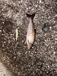 ウグイの釣果