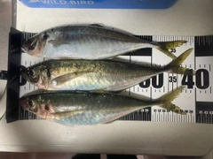 マアジの釣果