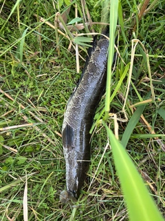 ライギョの釣果