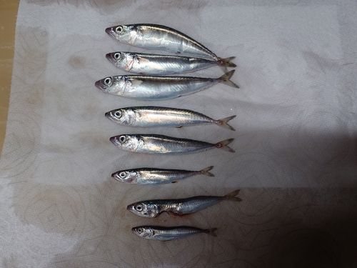 サバの釣果