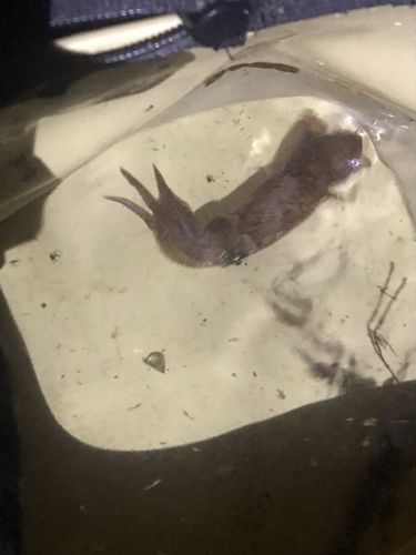 ヒイカの釣果