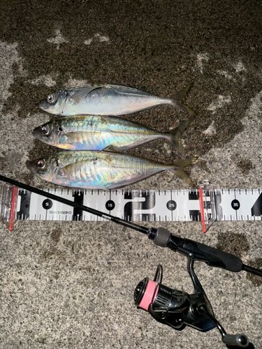 マアジの釣果