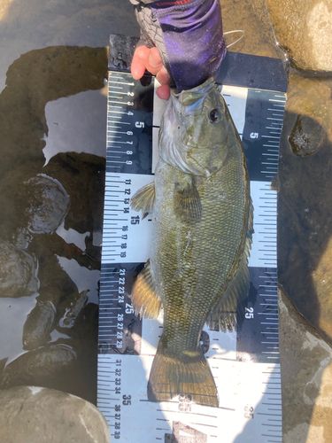 スモールマウスバスの釣果