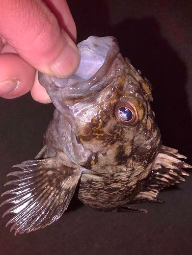 オウゴンムラソイの釣果