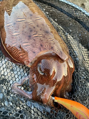 コウイカの釣果