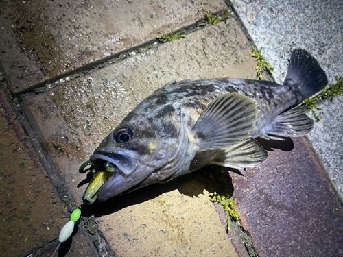クロソイの釣果