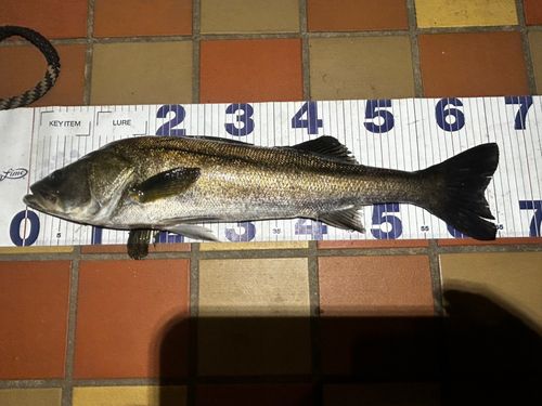 スズキの釣果