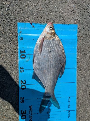 ダントウボウの釣果